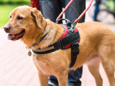 Assistance dog with lead